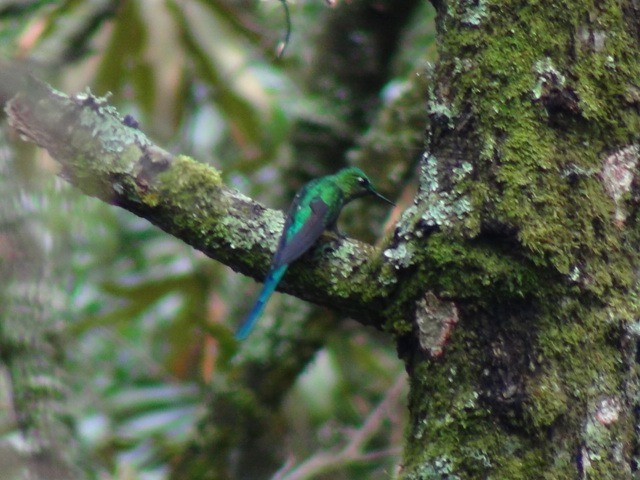 Long-tailed Sylph - ML614426516