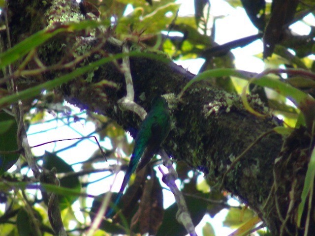 Long-tailed Sylph - ML614426517