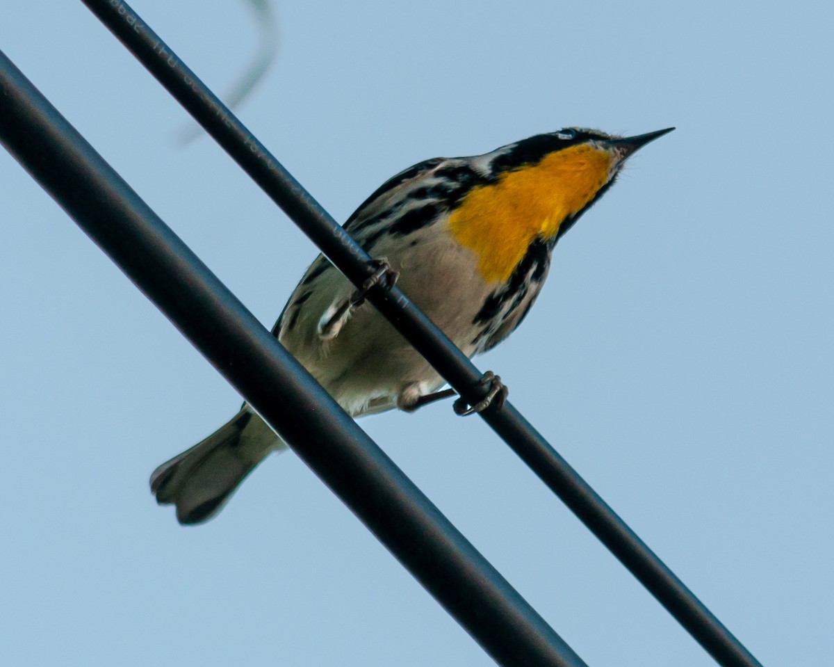 Yellow-throated Warbler - ML614426667