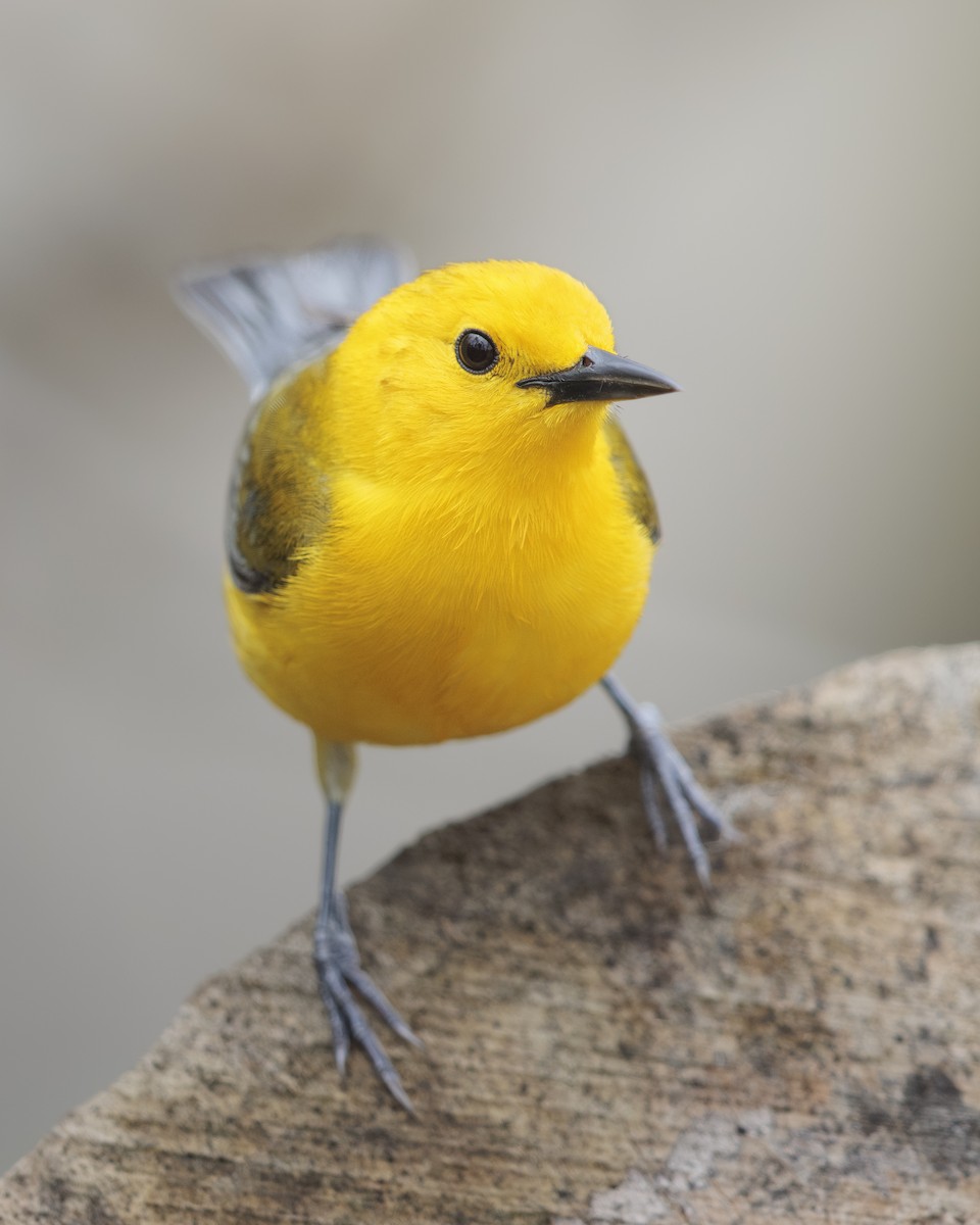 Prothonotary Warbler - ML614426681