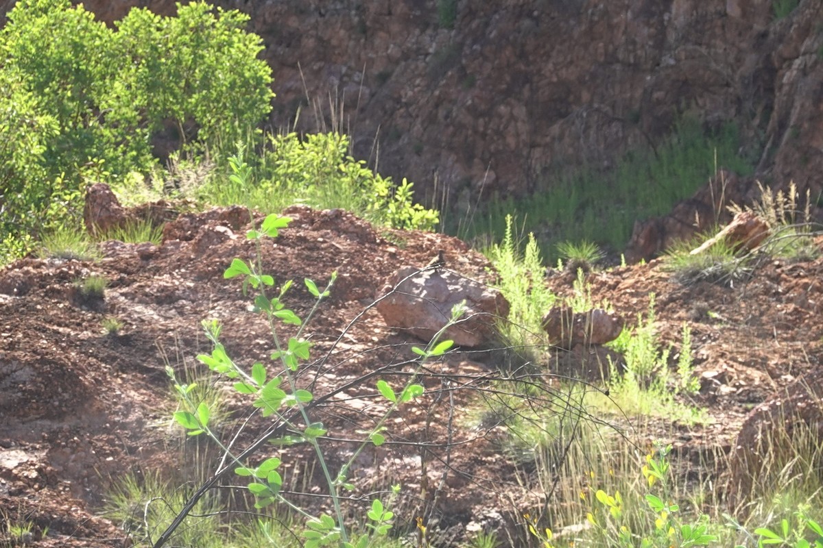 holub kimberleyský - ML614426752