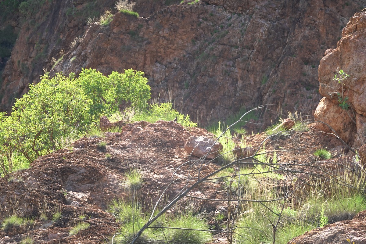 holub kimberleyský - ML614426755