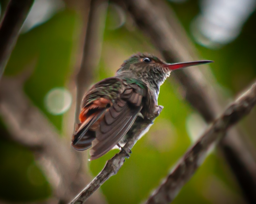 Rufous-tailed Hummingbird - ML614426819