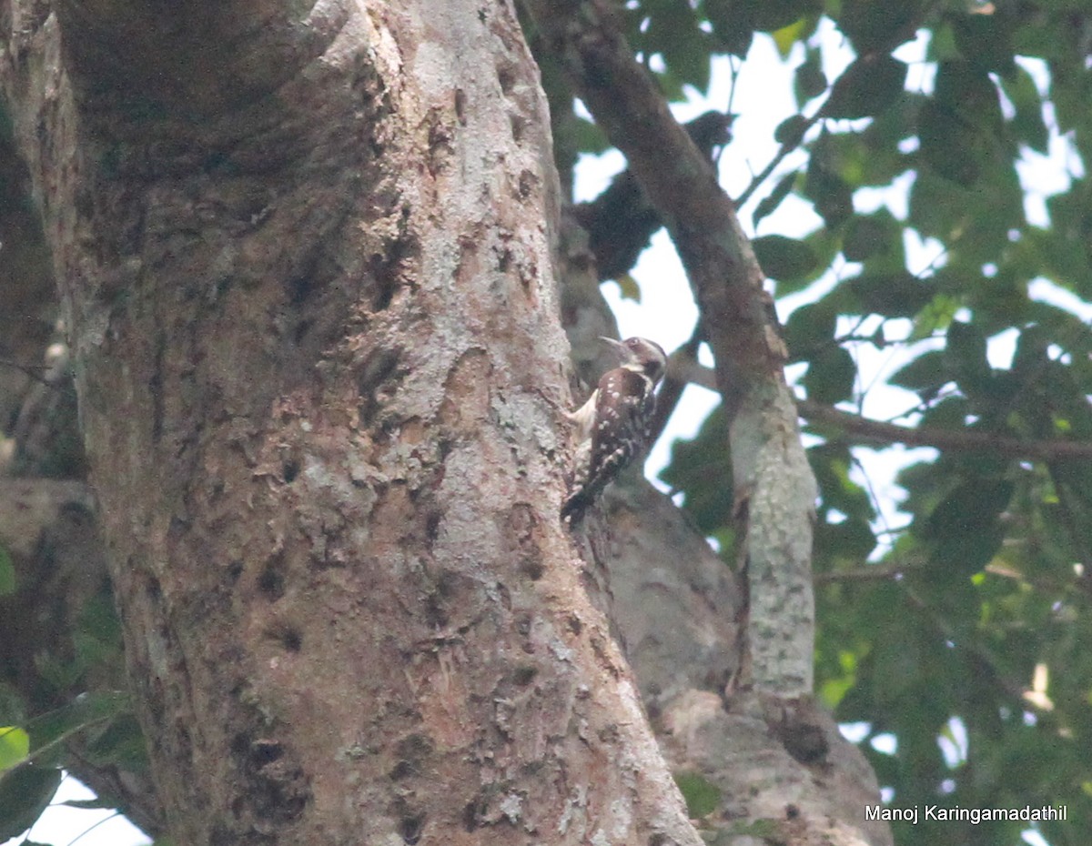 Brown-capped Pygmy Woodpecker - ML614426870
