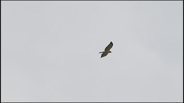 Short-tailed Hawk - ML614426955