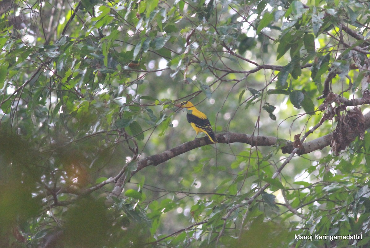 Indian Golden Oriole - ML614426986