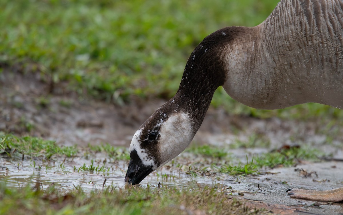 Domestic goose sp. x Canada Goose (hybrid) - ML614427128