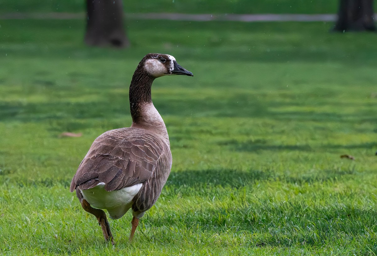 Domestic goose sp. x Canada Goose (hybrid) - ML614427129