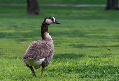 Canada goose mexico sa de cv best sale