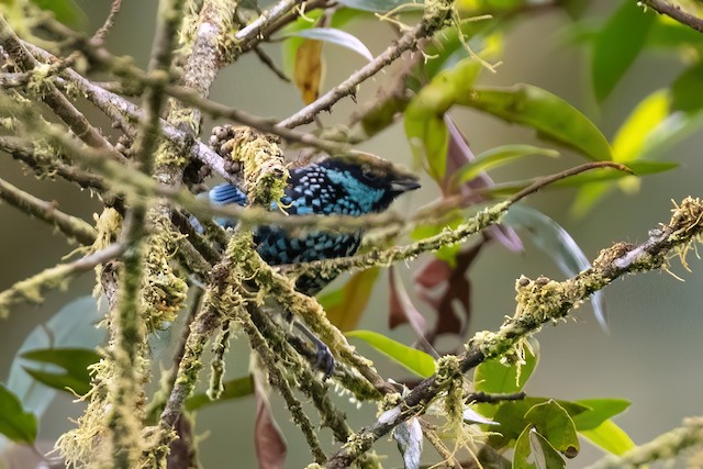 Beryl-spangled Tanager