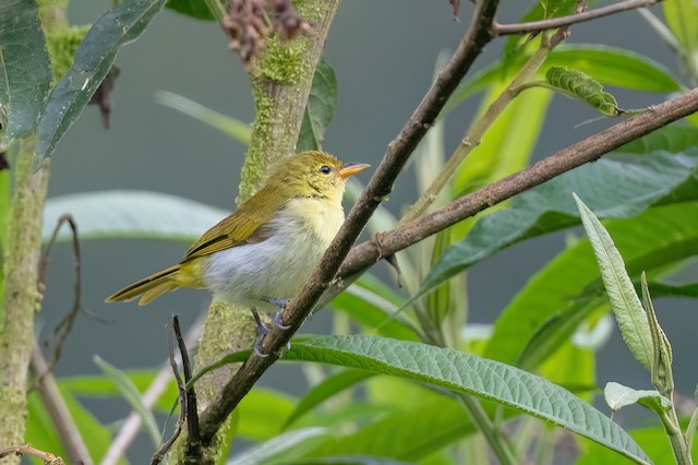 Guira Tanager