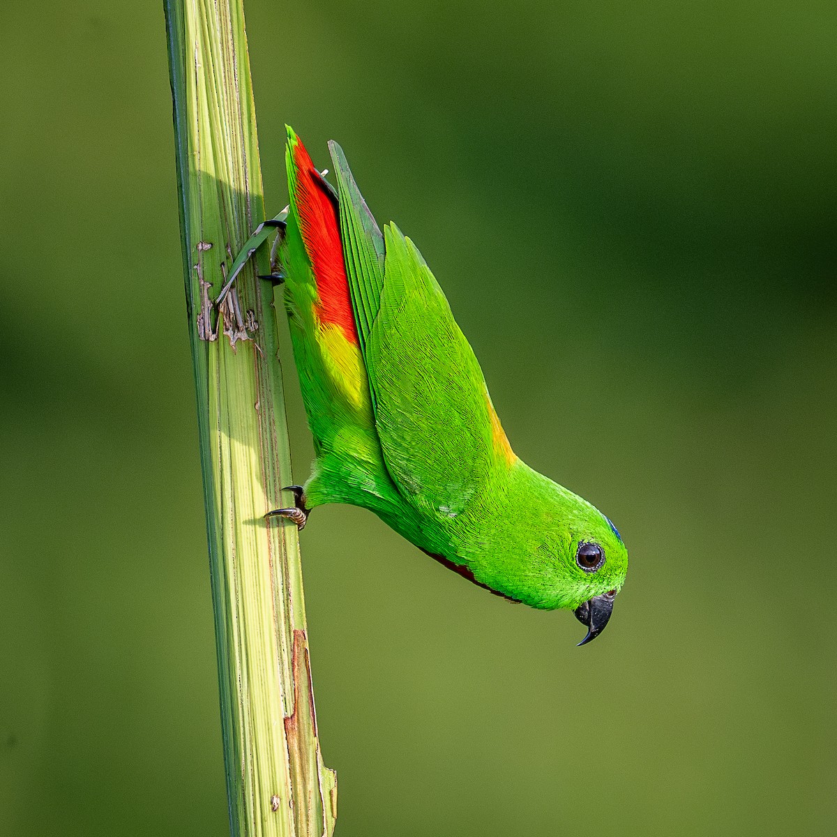 Blue-crowned Hanging-Parrot - ML614427469