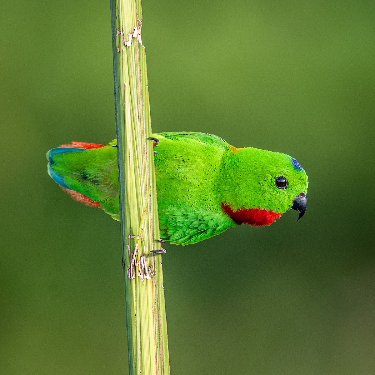 Blue-crowned Hanging-Parrot - ML614427470