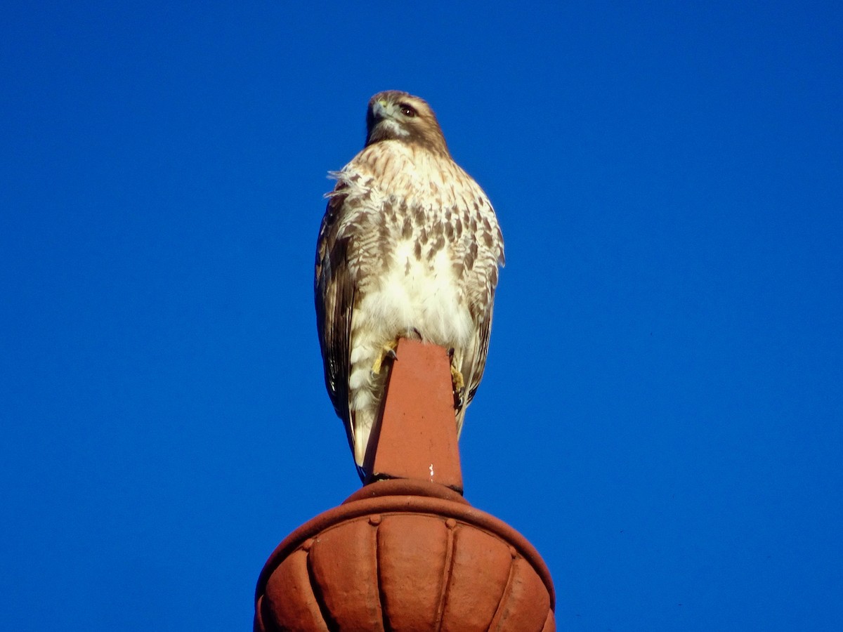Red-tailed Hawk - ML614427484