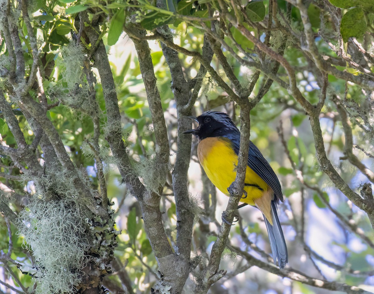 Buff-breasted Mountain Tanager (Carriker's) - ML614427659