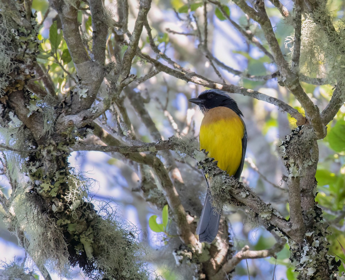 Buff-breasted Mountain Tanager (Carriker's) - ML614427660