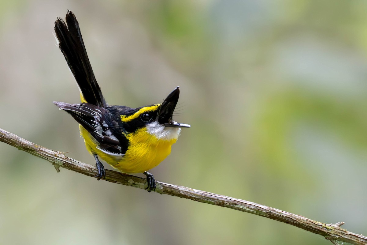 Yellow-breasted Boatbill - ML614428422