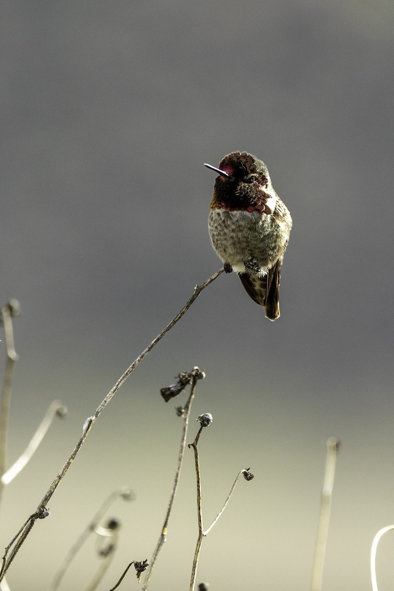 Anna's Hummingbird - ML614428472
