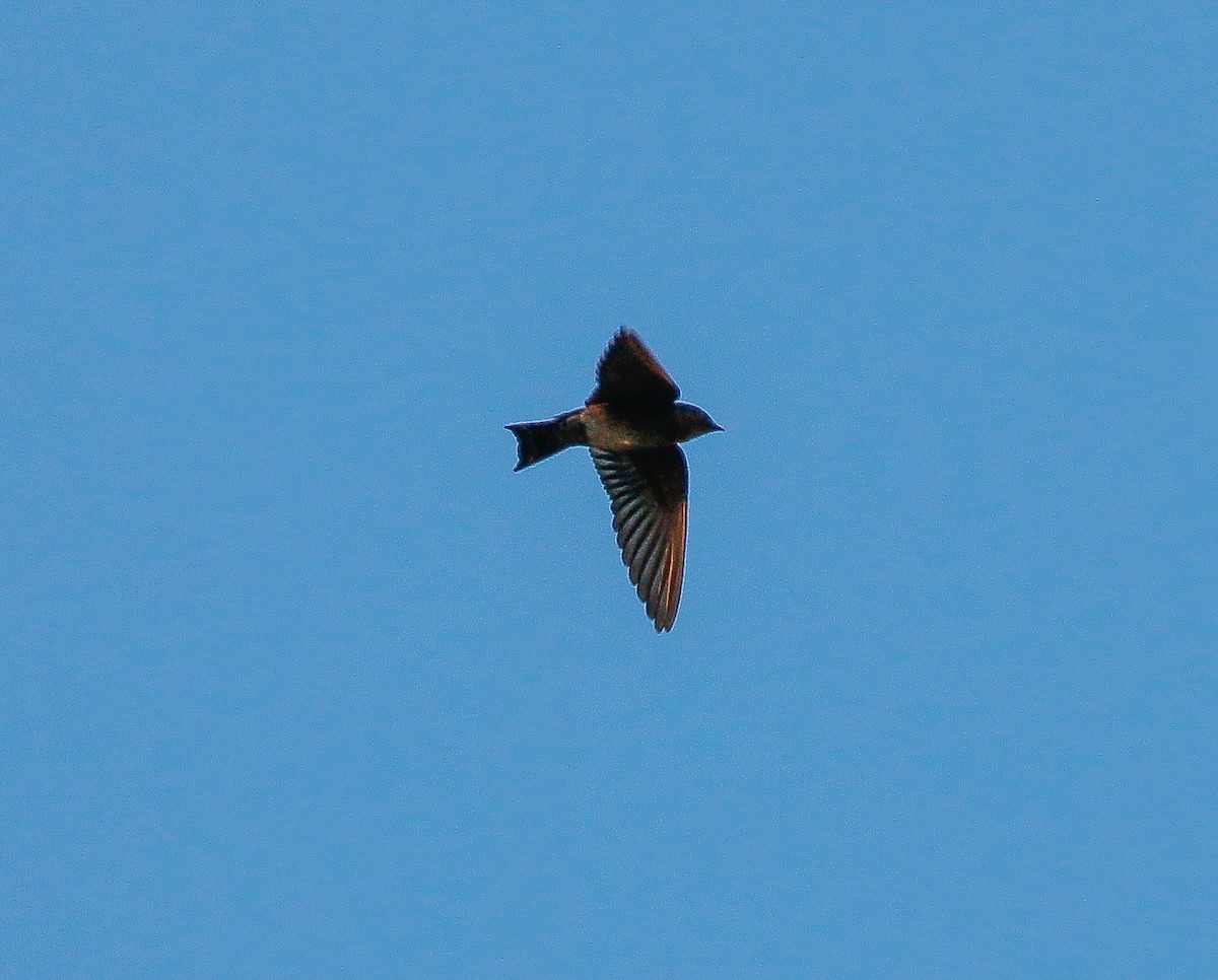 Pacific Swallow - ML614428596