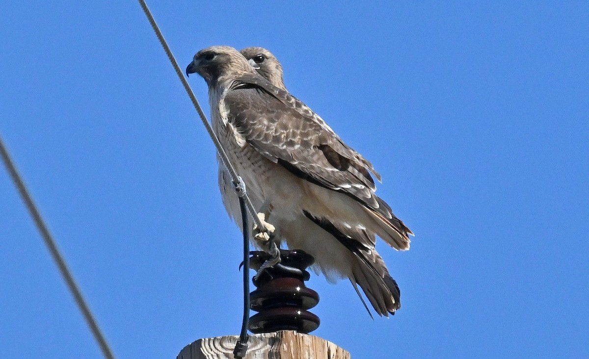 Red-tailed Hawk - ML614428615