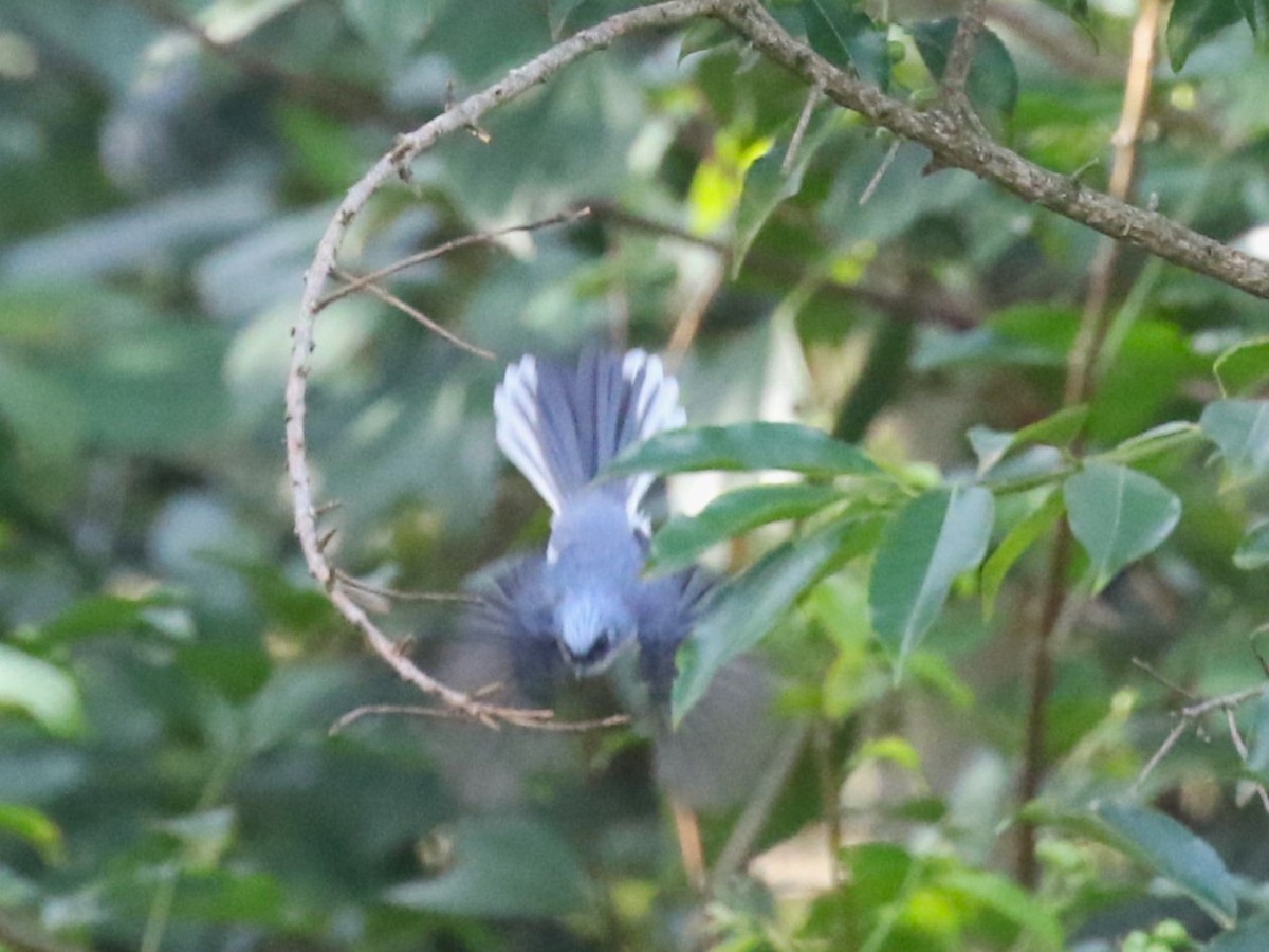 White-tailed Blue Flycatcher - ML614429060