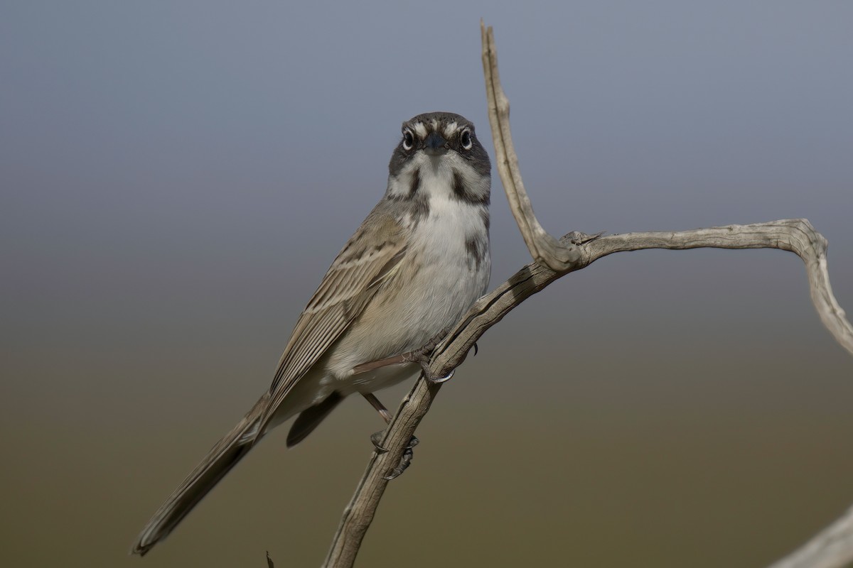 Bell's Sparrow (canescens) - ML614429151