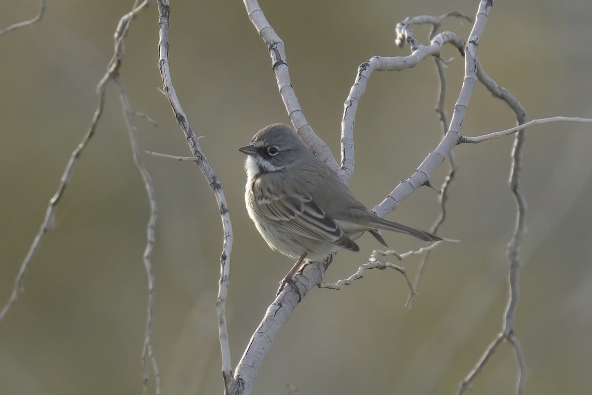 Bell's Sparrow (canescens) - Mark Wilson