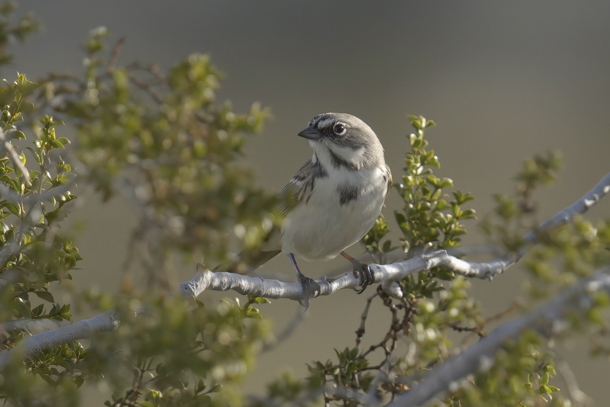 Bell's Sparrow (canescens) - ML614429166