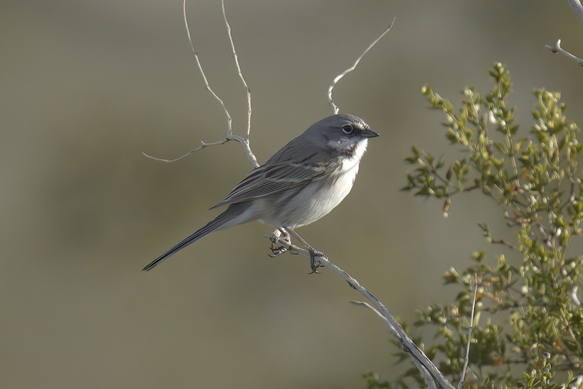 Bell's Sparrow (canescens) - ML614429168