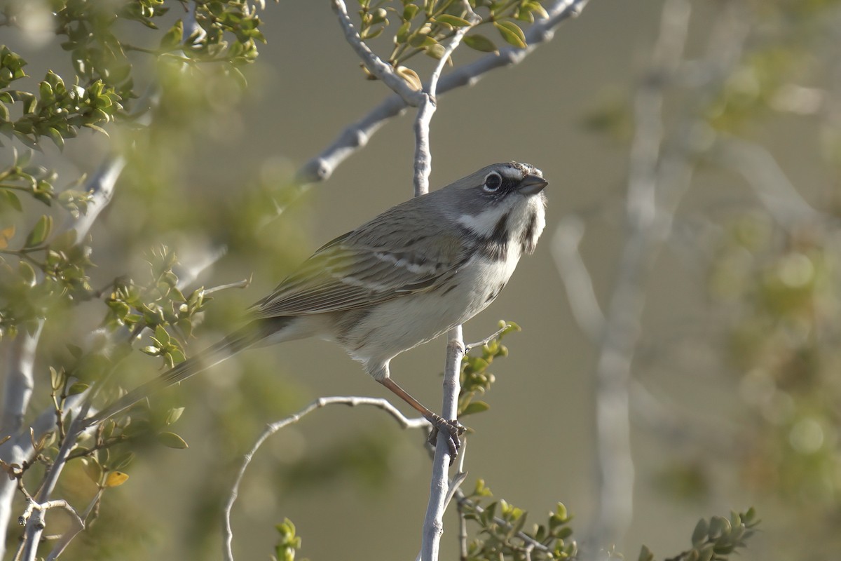 Bell's Sparrow (canescens) - ML614429170