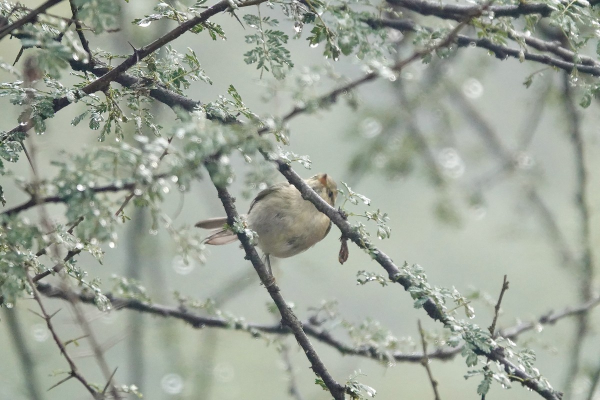 Hume's Warbler - ML614429197