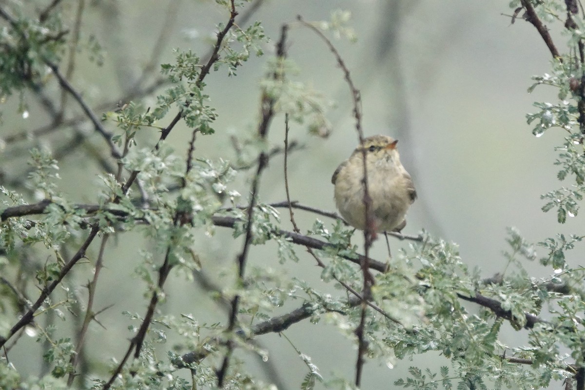 Hume's Warbler - ML614429198
