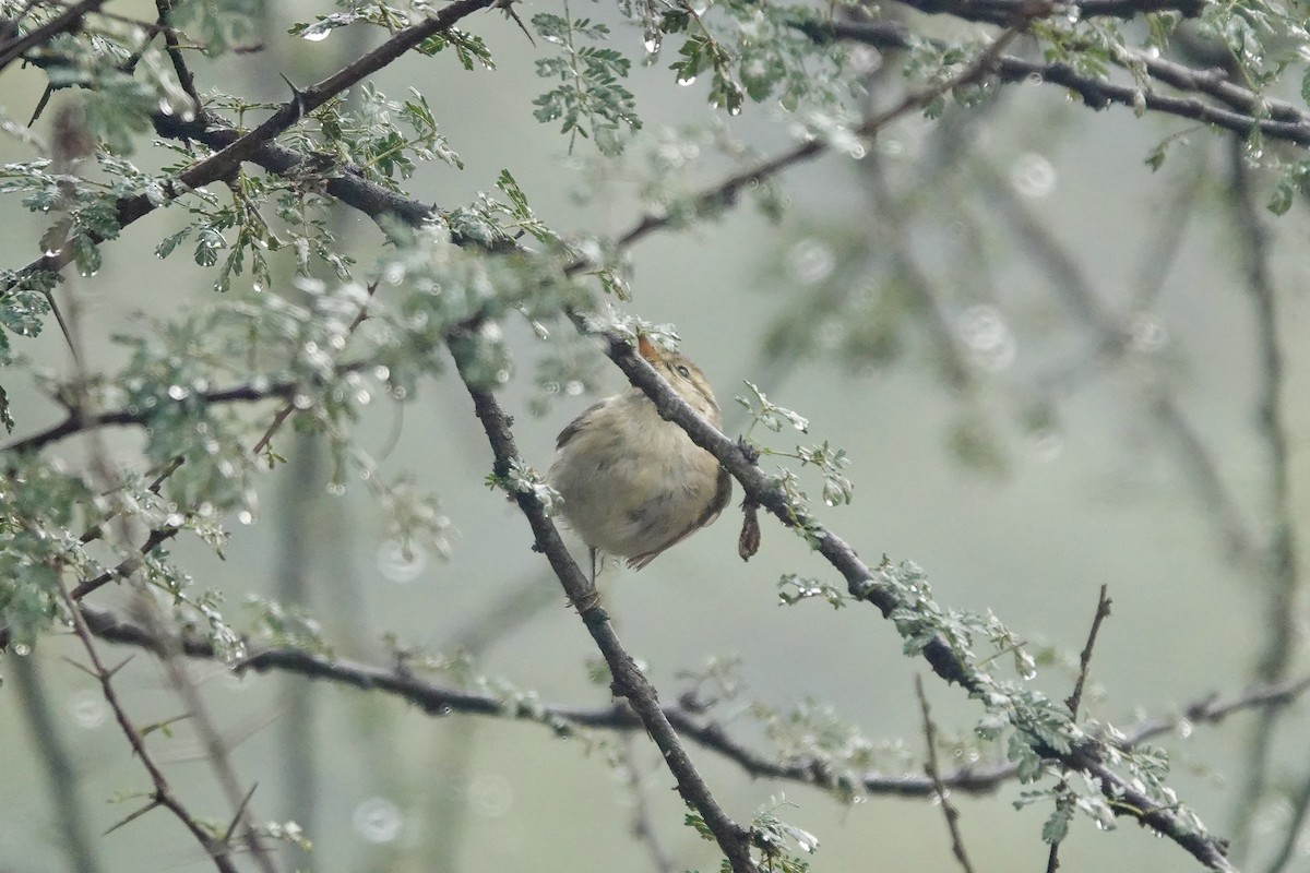 Hume's Warbler - ML614429199