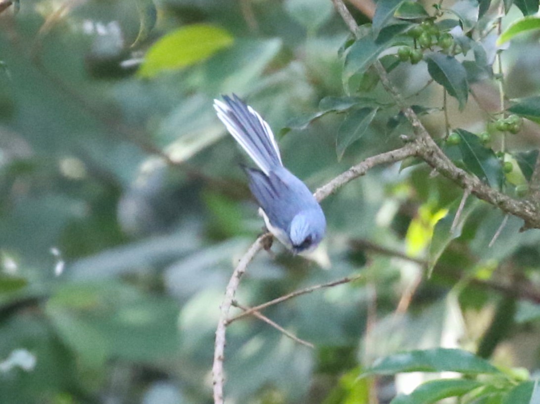White-tailed Blue Flycatcher - ML614429226