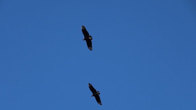 Black Vulture - ML614429560