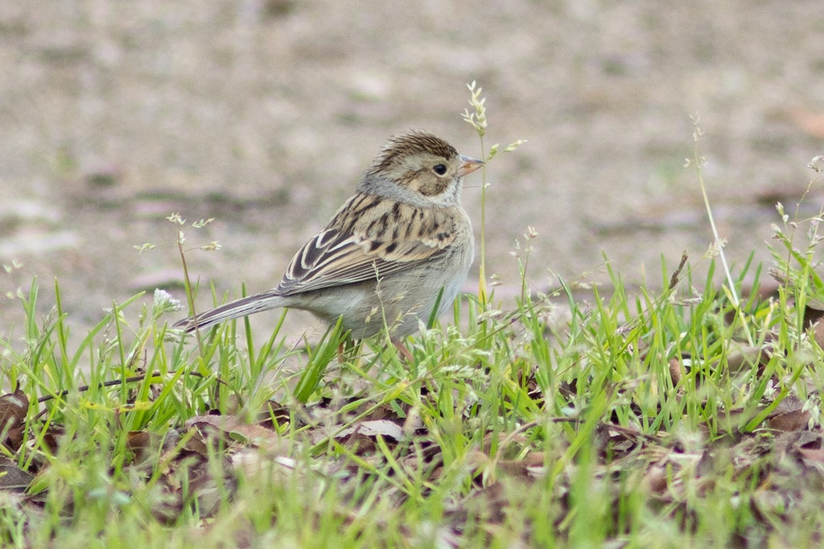 Clay-colored Sparrow - ML614429563