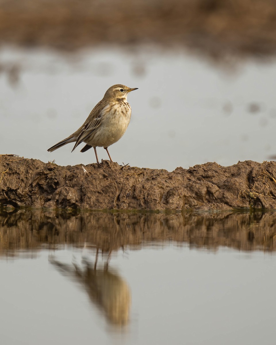 Water Pipit - ML614429633