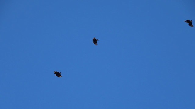 Black Vulture - ML614429635