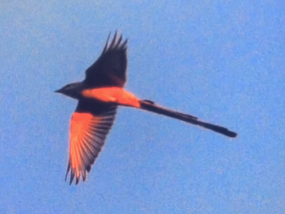 Scissor-tailed Flycatcher - Chris Marshall