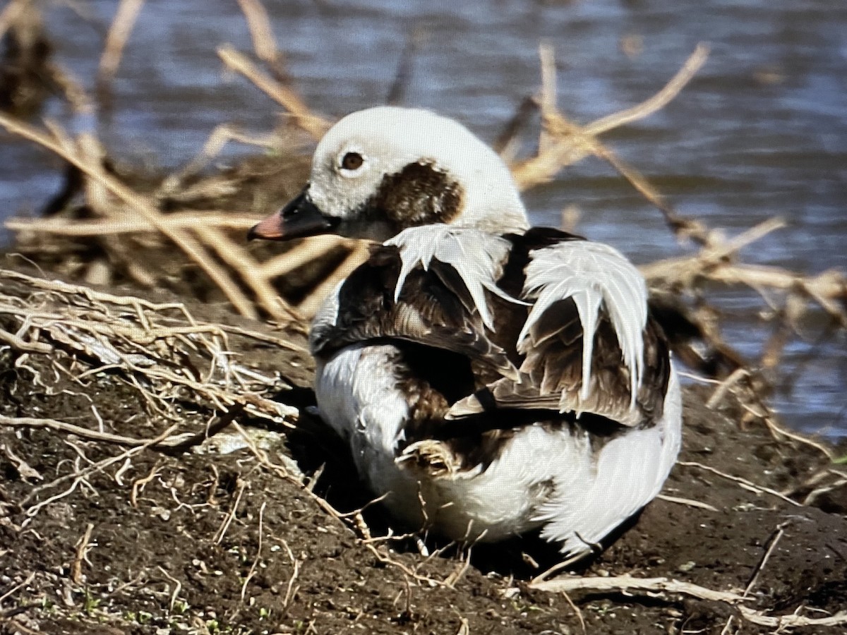 Long-tailed Duck - ML614429978