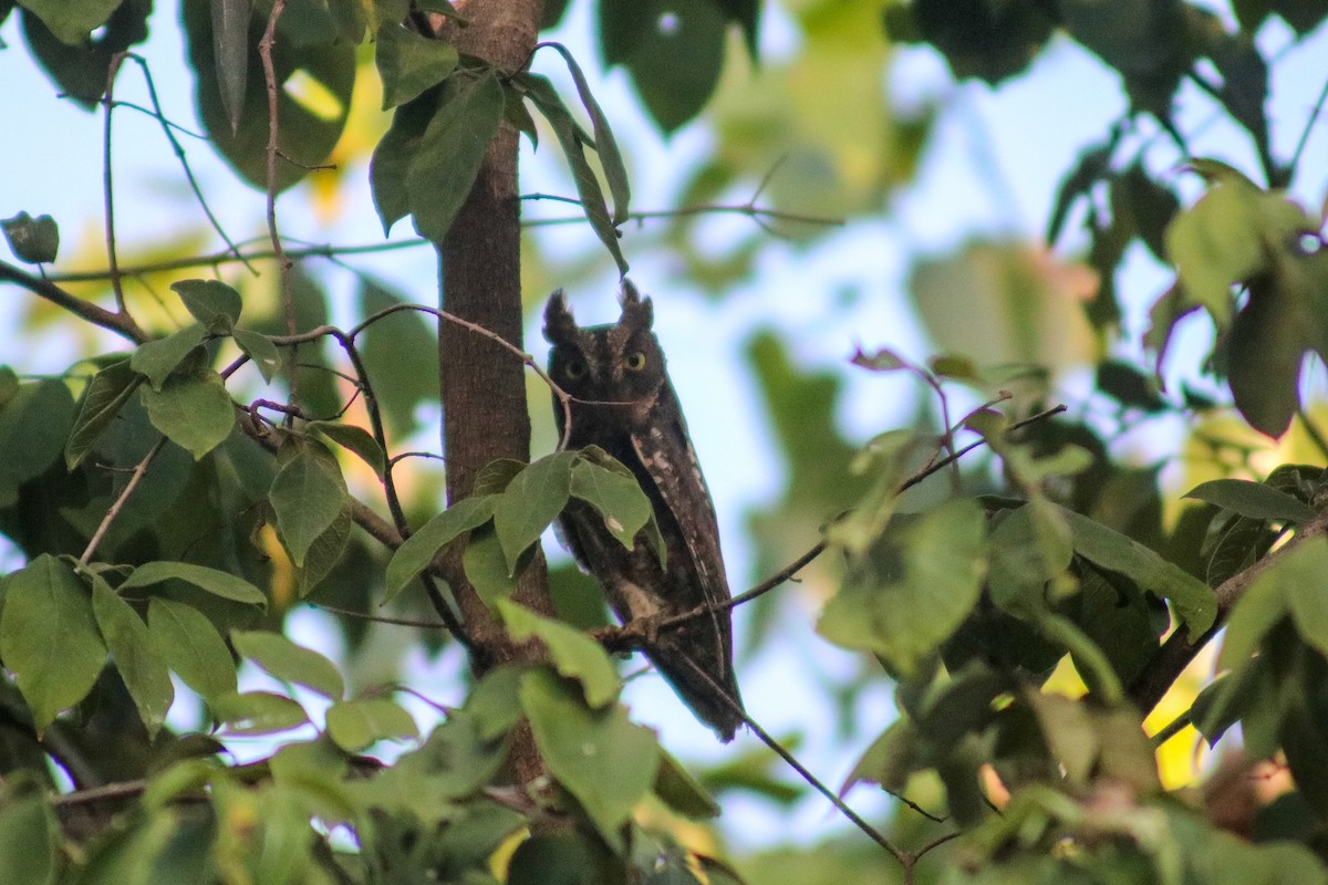 Oriental Scops-Owl (Oriental) - Supot Surapaetang
