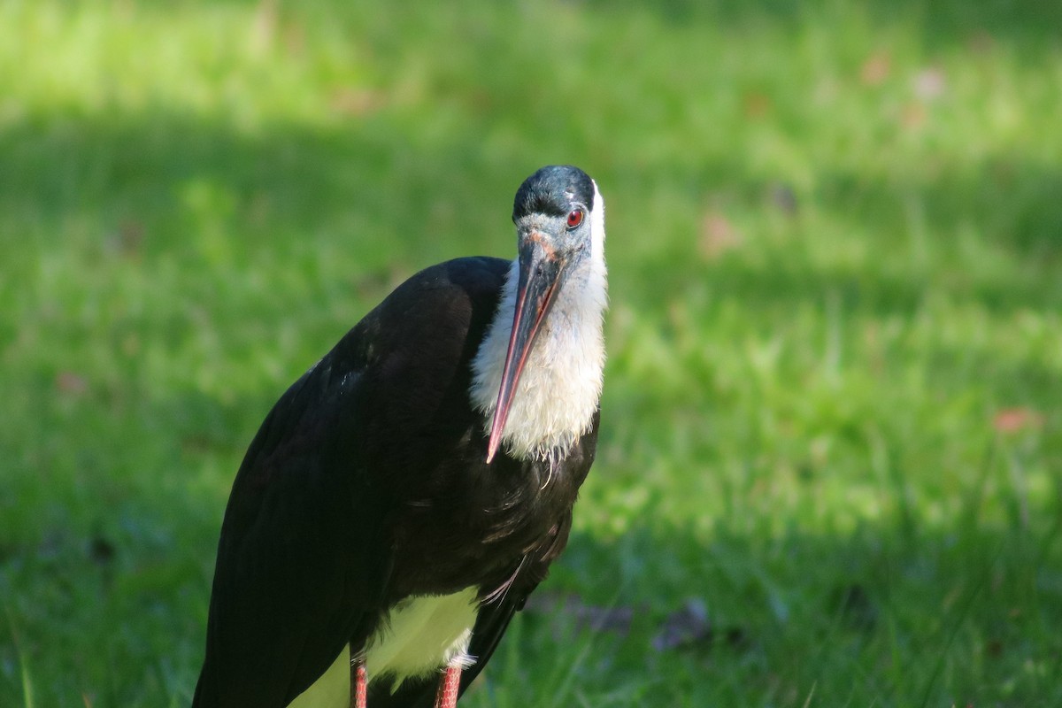 Asian Woolly-necked Stork - ML614430712