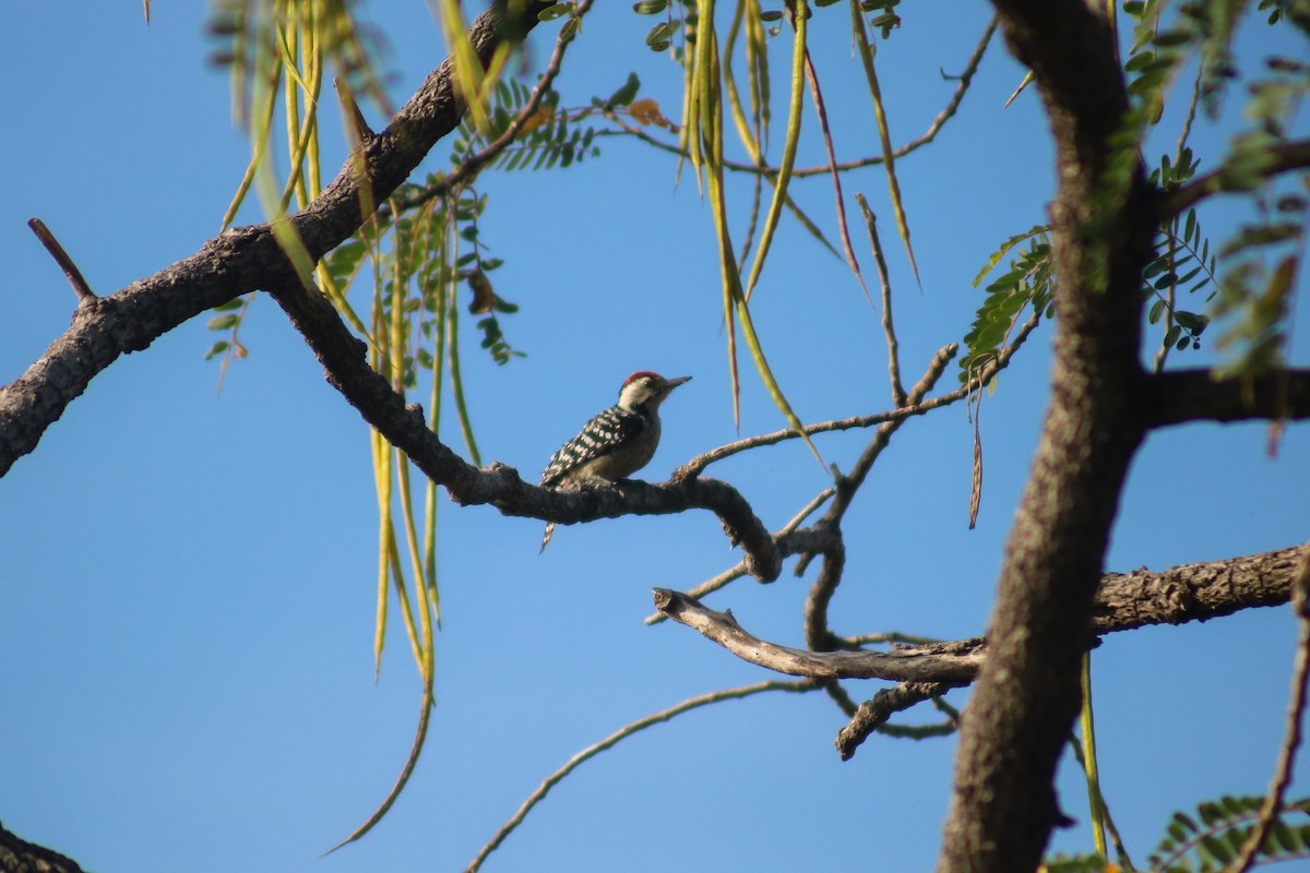 Freckle-breasted Woodpecker - ML614430771