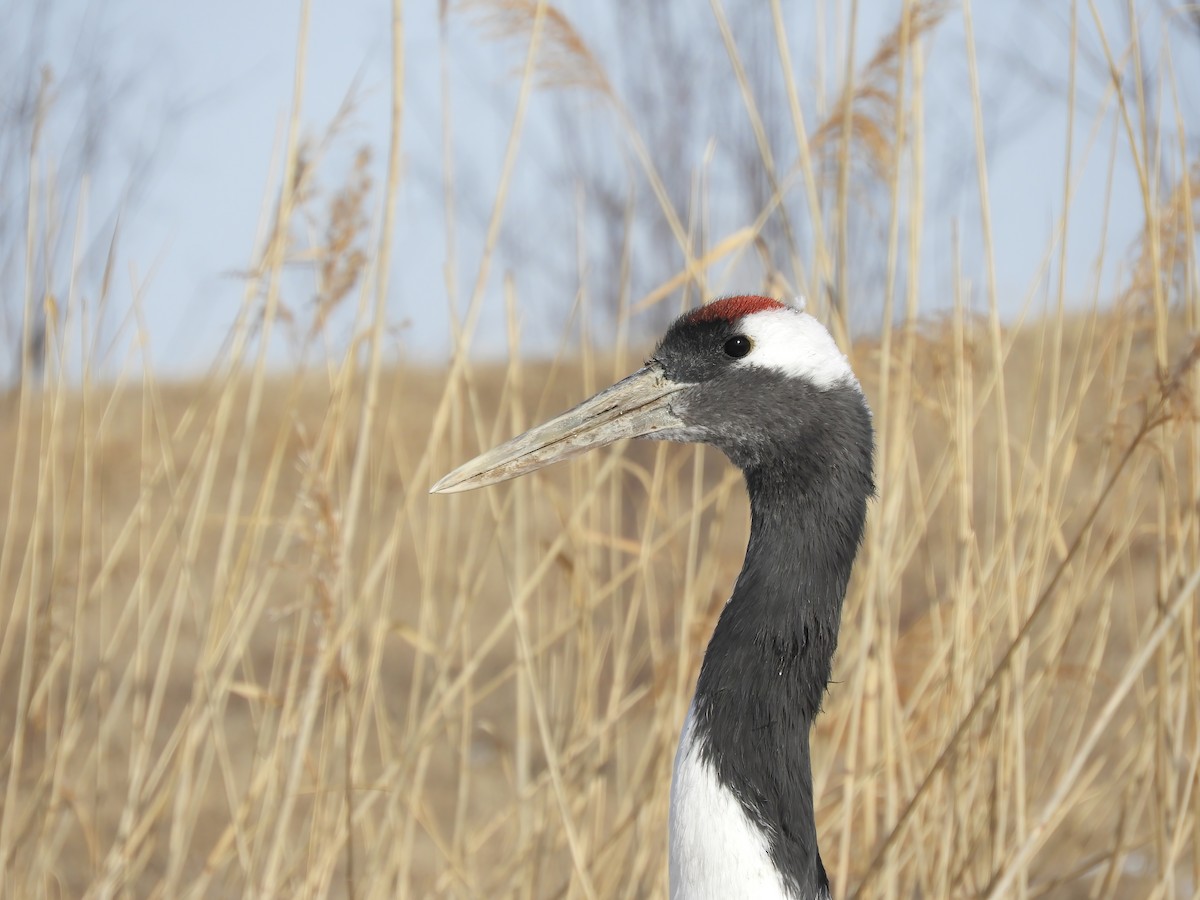Red-crowned Crane - ML614430791