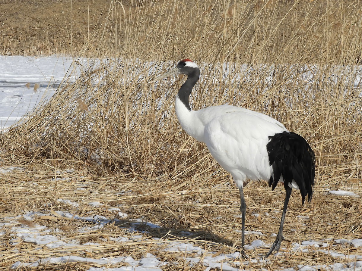 Red-crowned Crane - ML614430793