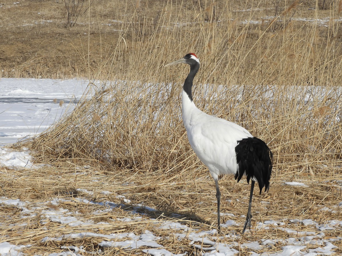 Red-crowned Crane - ML614430796