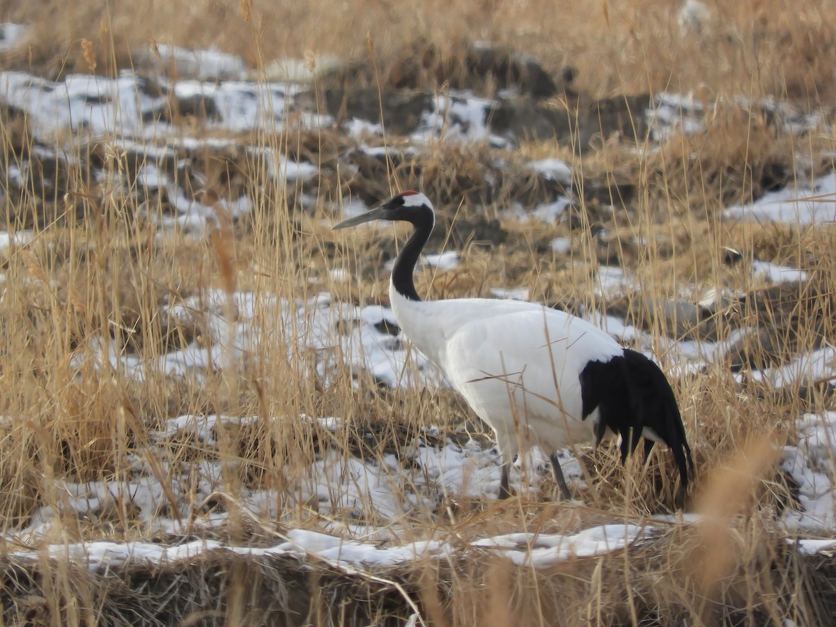 Red-crowned Crane - ML614430800