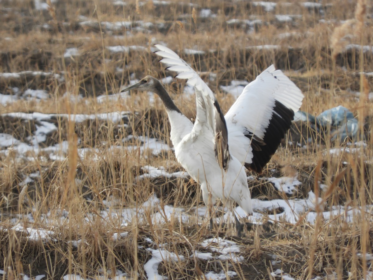 Red-crowned Crane - ML614430802