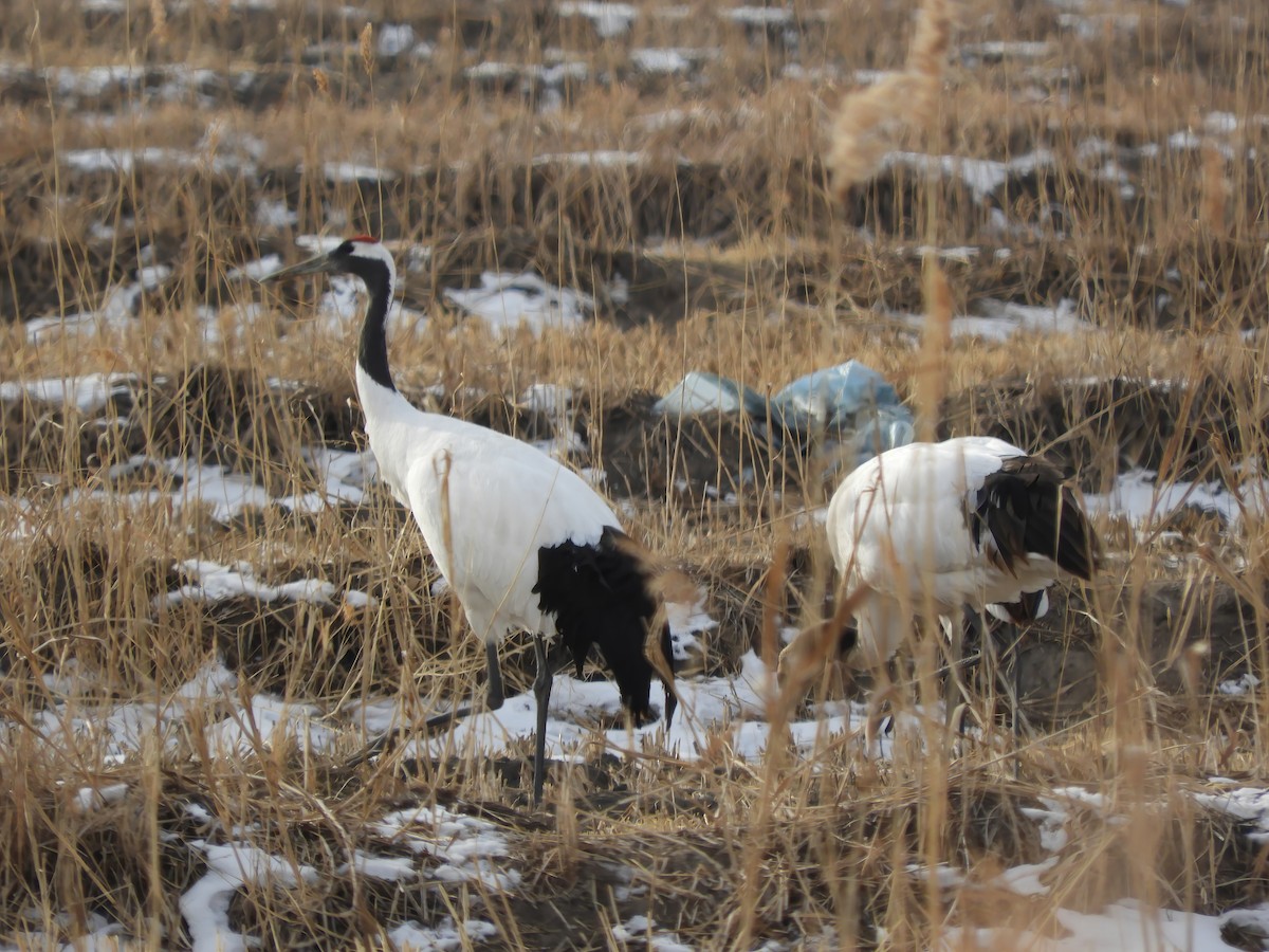 Red-crowned Crane - ML614430803