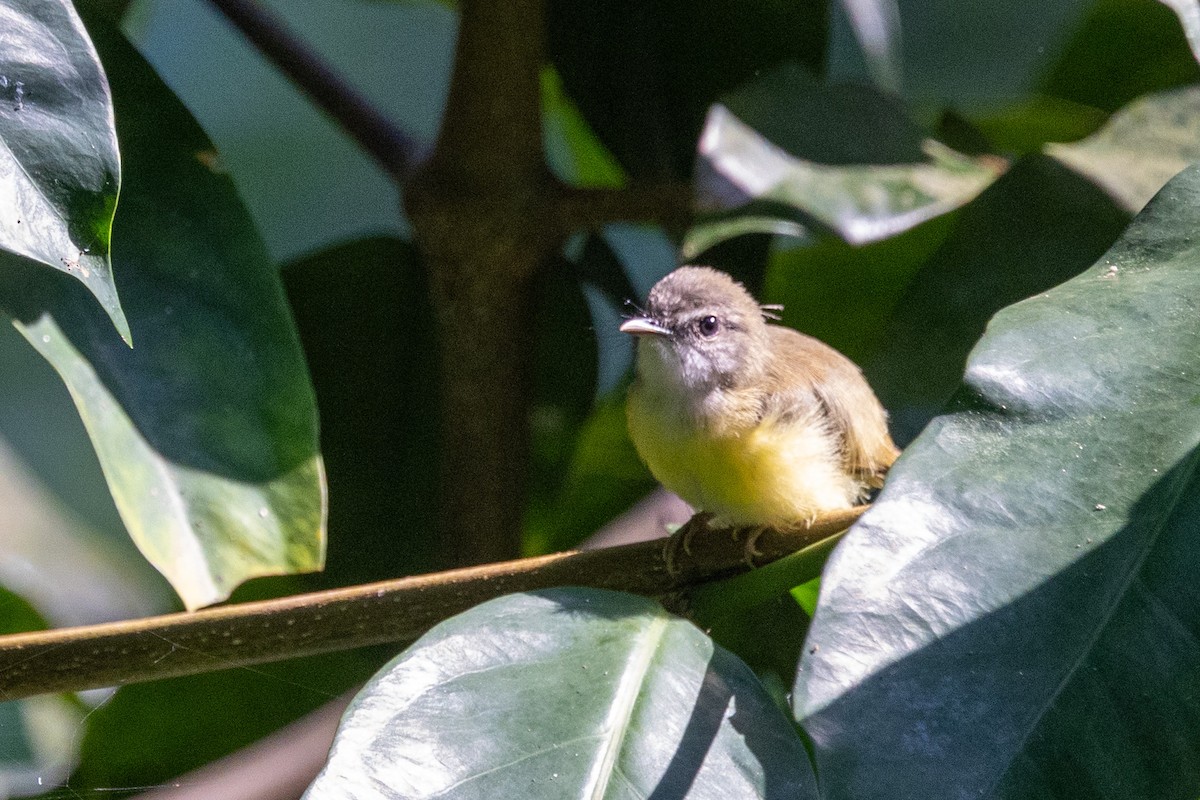 Yellow-bellied Warbler - John Rogers